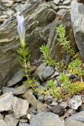 Gentiana hexaphylla